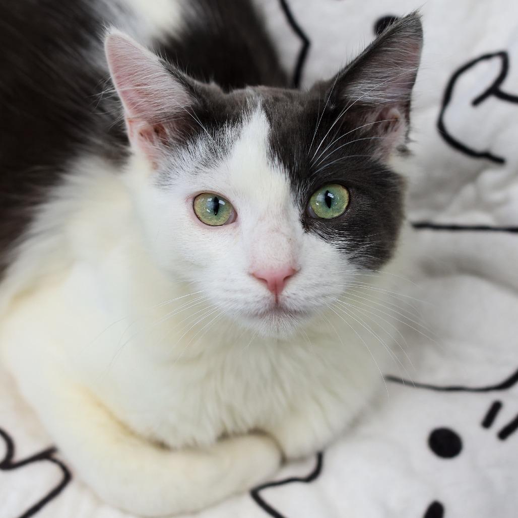 Slim Shady — thumbnail 2