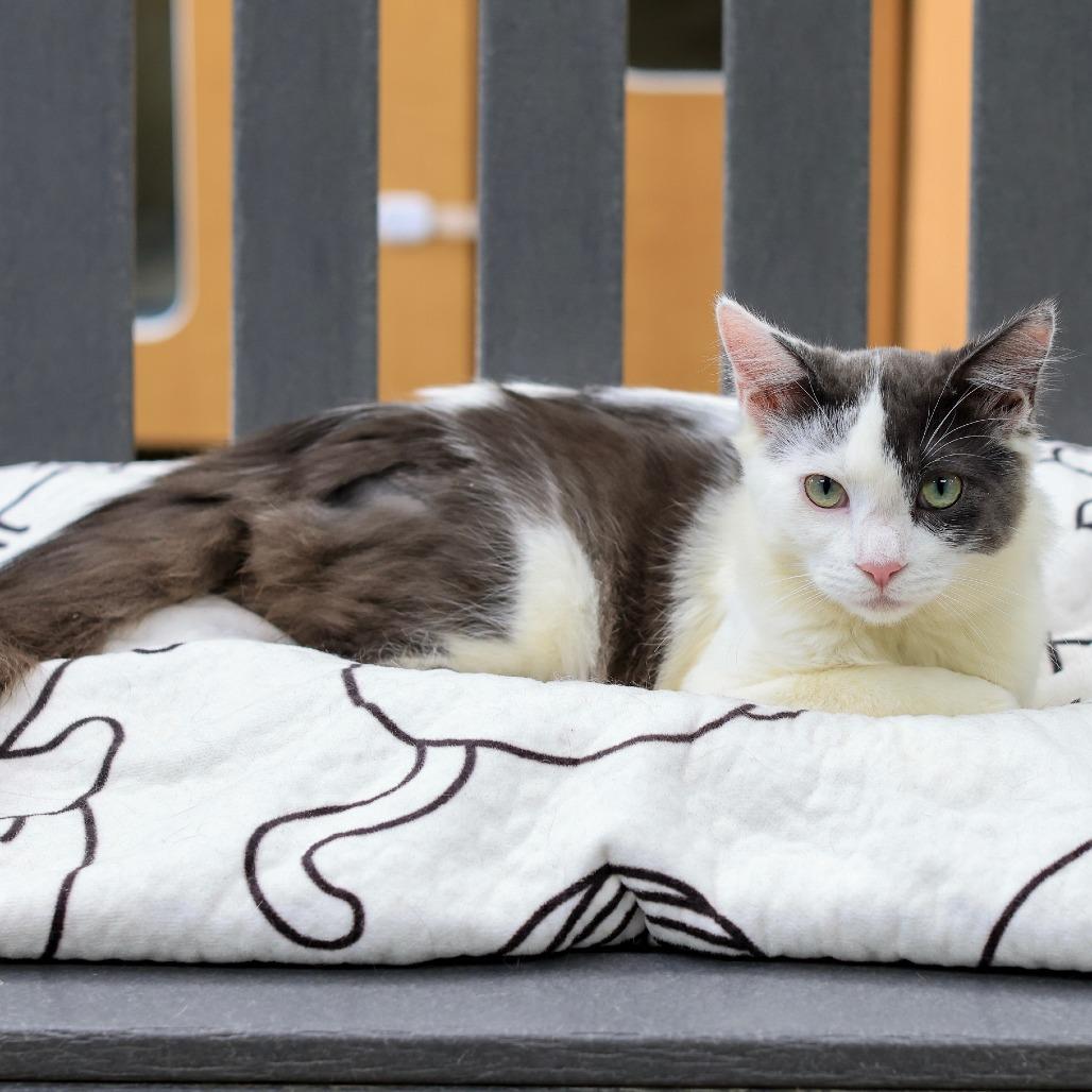 Slim Shady — thumbnail 3