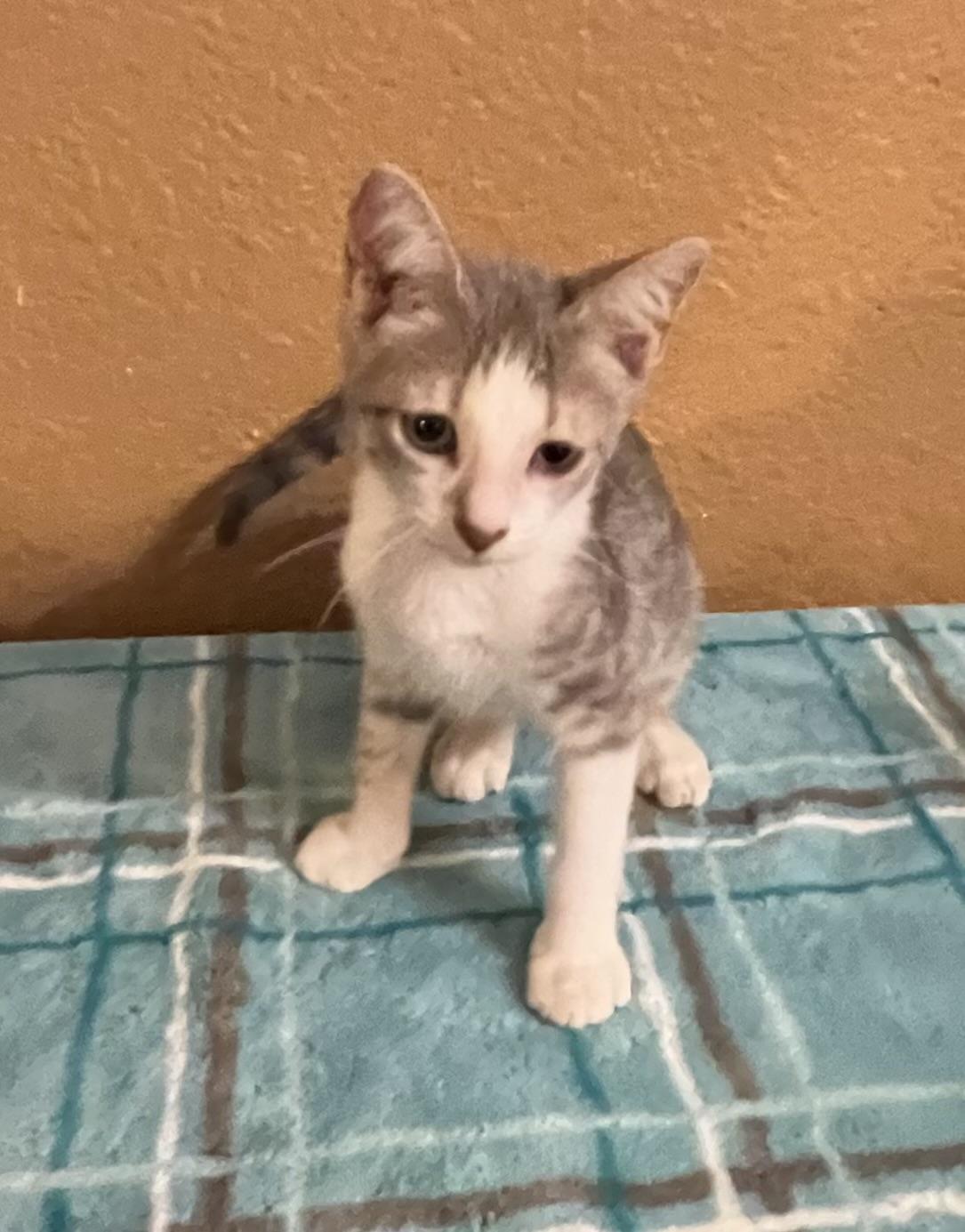 Tank, Adopted, Kitten Male Domestic Short Hair.