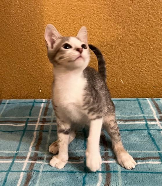 Enlarge Tank, a Adopted mixed breed in san antonio, TX image 2/3