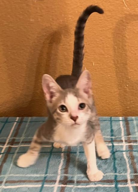 Enlarge Tank, a Adopted mixed breed in san antonio, TX image 3/3