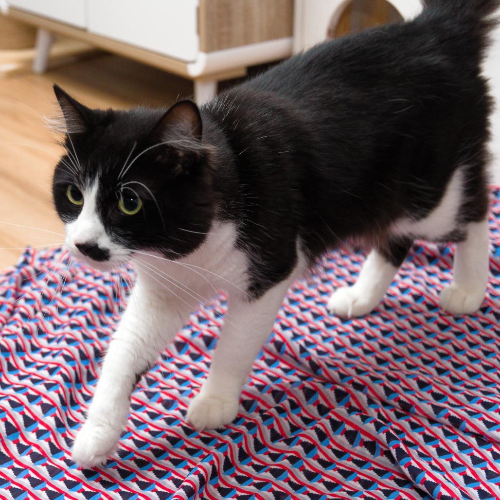 Enlarge eddy, a Adoptable Domestic Short Hair in Natick, MA image 3/6