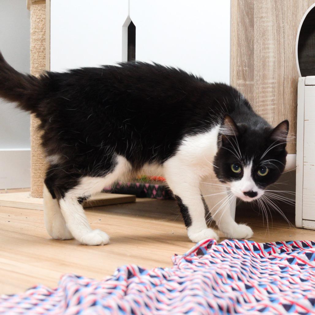 Enlarge eddy, a Adoptable Domestic Short Hair in Natick, MA image 4/6