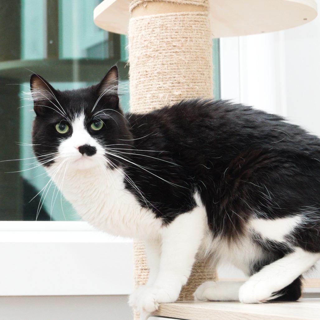 Enlarge eddy, a Adoptable Domestic Short Hair in Natick, MA image 5/6