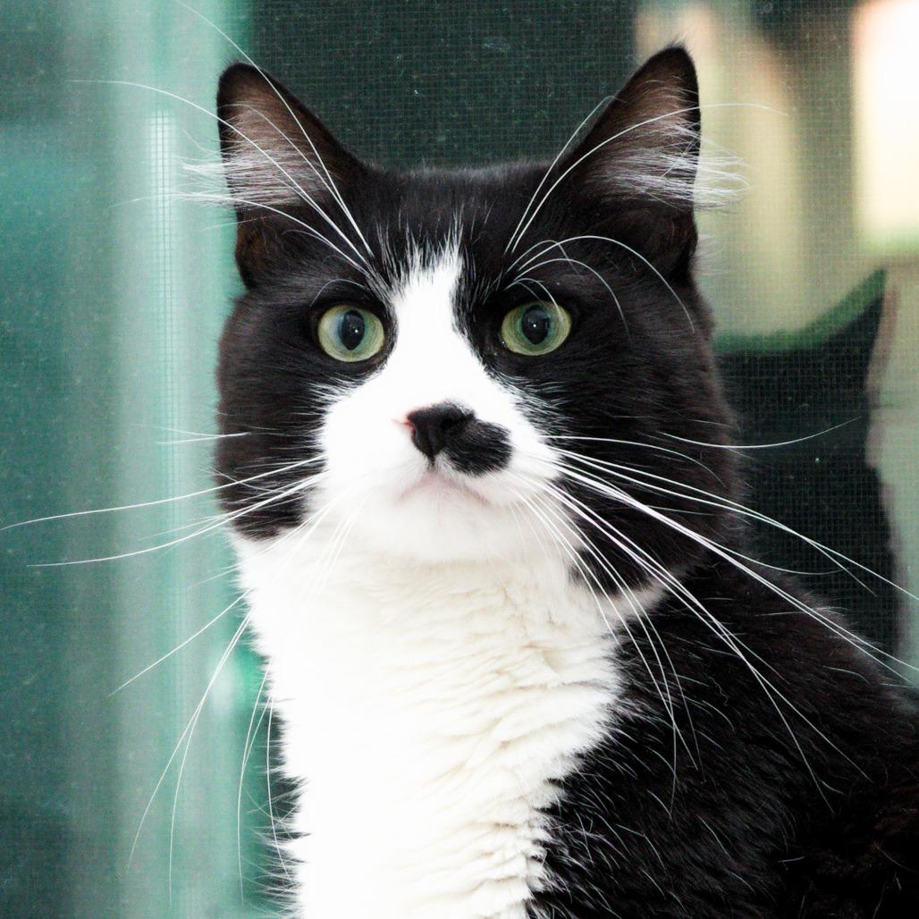 Enlarge eddy, a Adoptable Domestic Short Hair in Natick, MA image 1/6