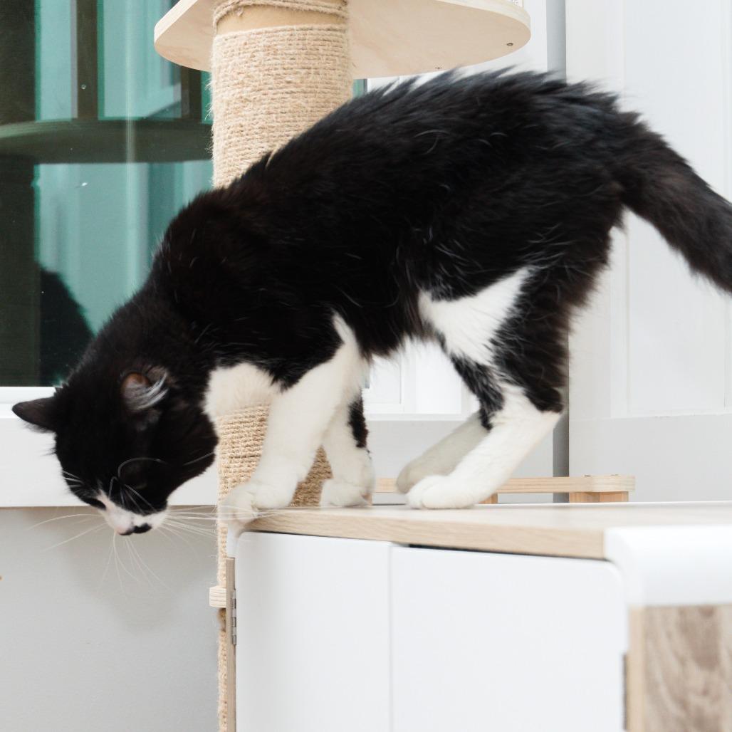 Enlarge eddy, a Adoptable Domestic Short Hair in Natick, MA image 6/6