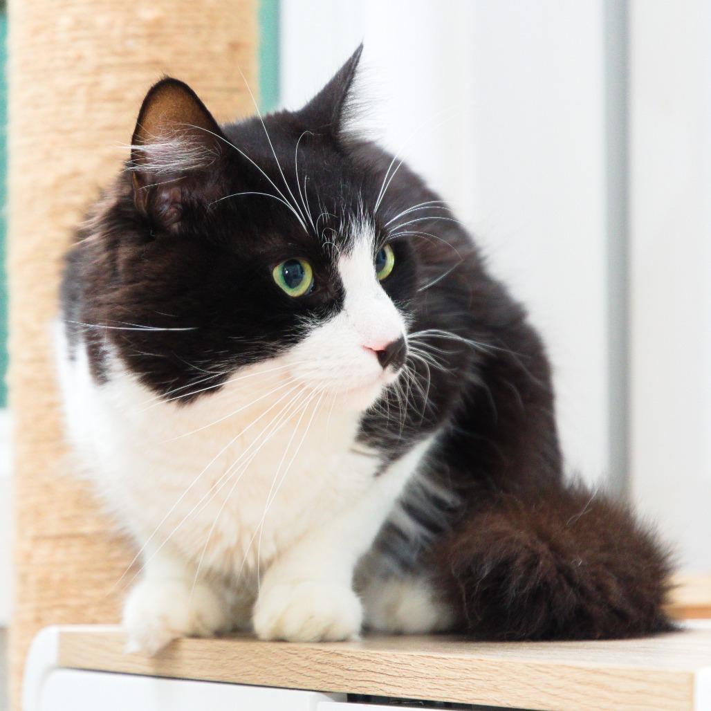 Enlarge eddy, a Adoptable Domestic Short Hair in Natick, MA image 2/6