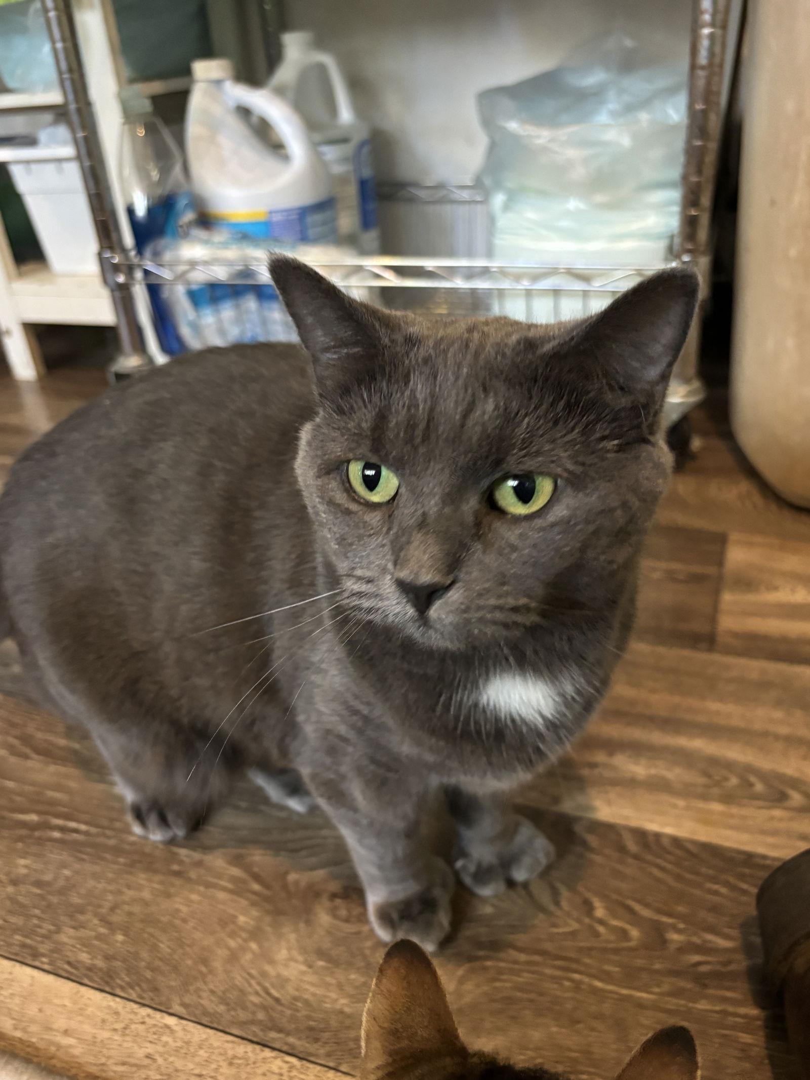 Mama J, Adoptable, Adult Female Domestic Short Hair.