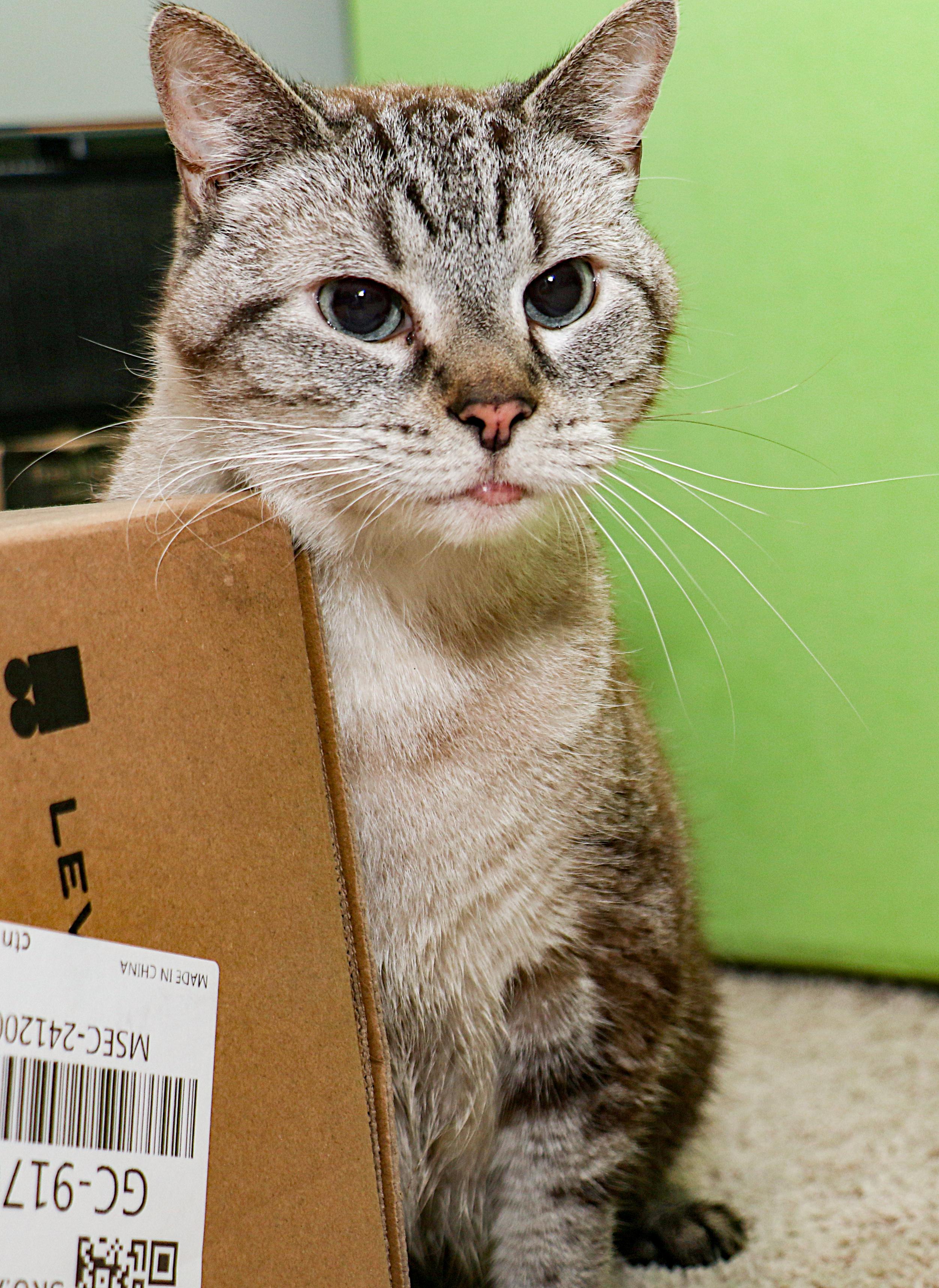 Coco, Adoptable, Adult Female Siamese.