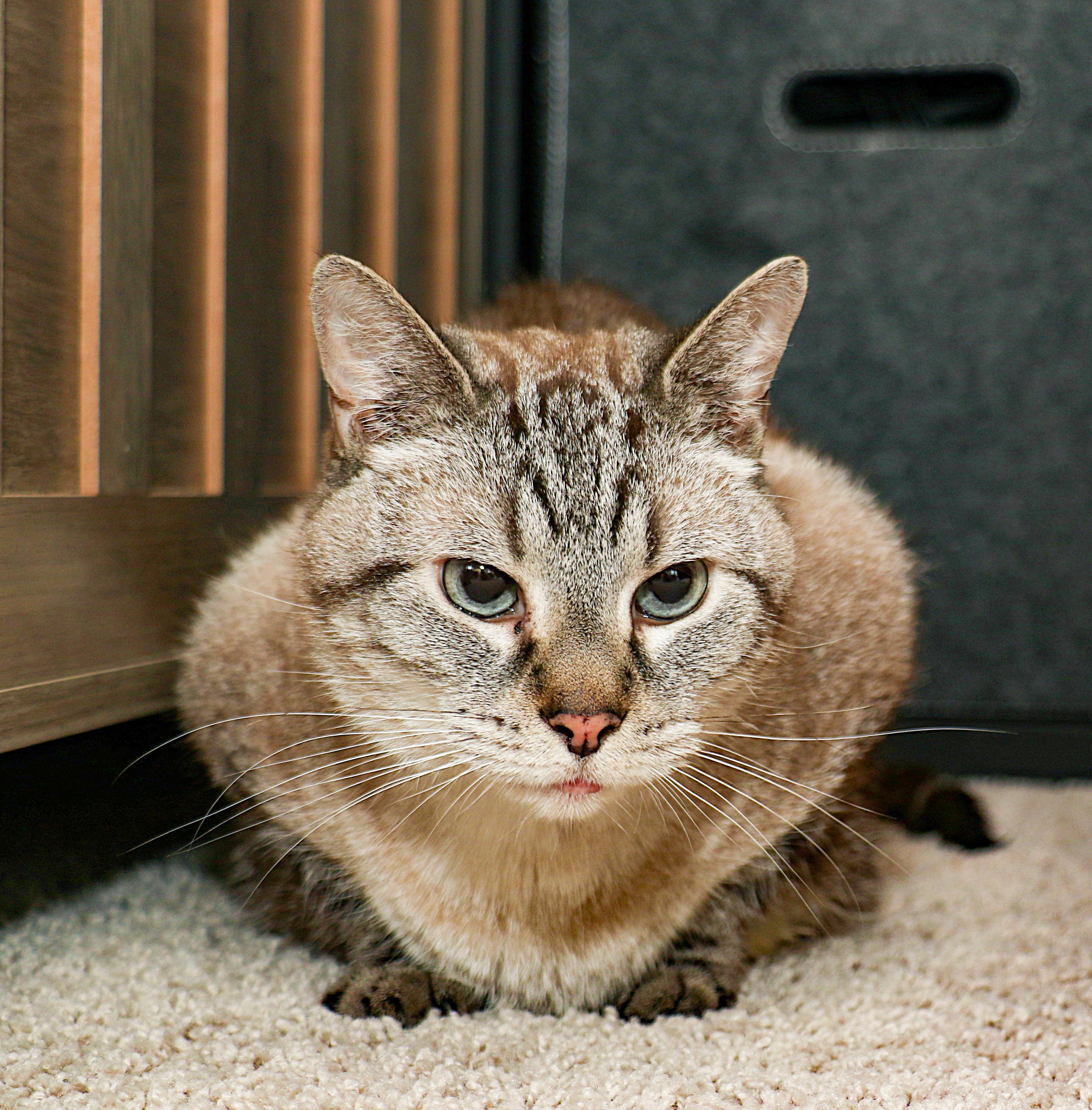 Enlarge Coco, a Adoptable mixed breed in Charlotte, NC image 2/6