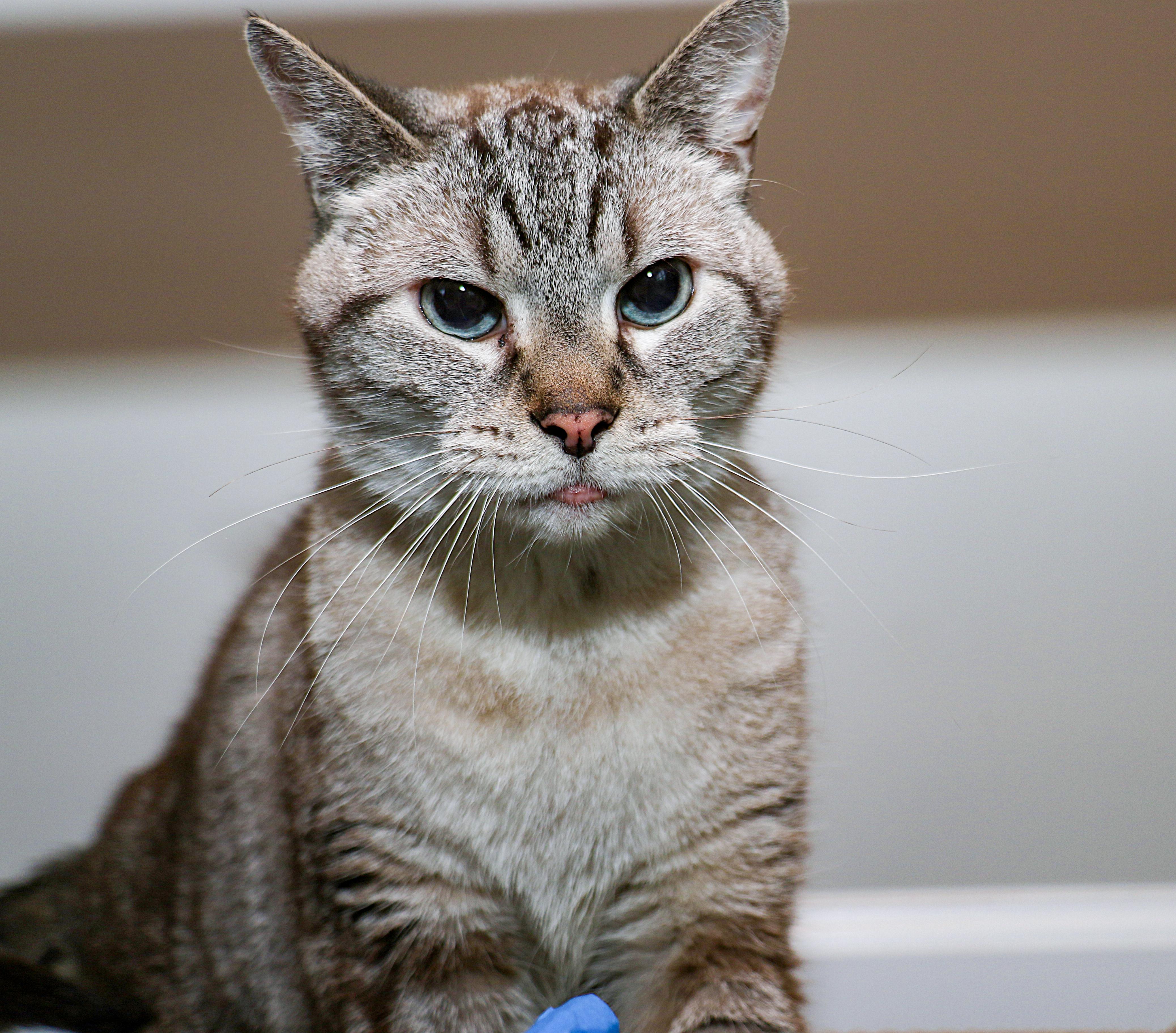 Enlarge Coco, a Adoptable mixed breed in Charlotte, NC image 4/6