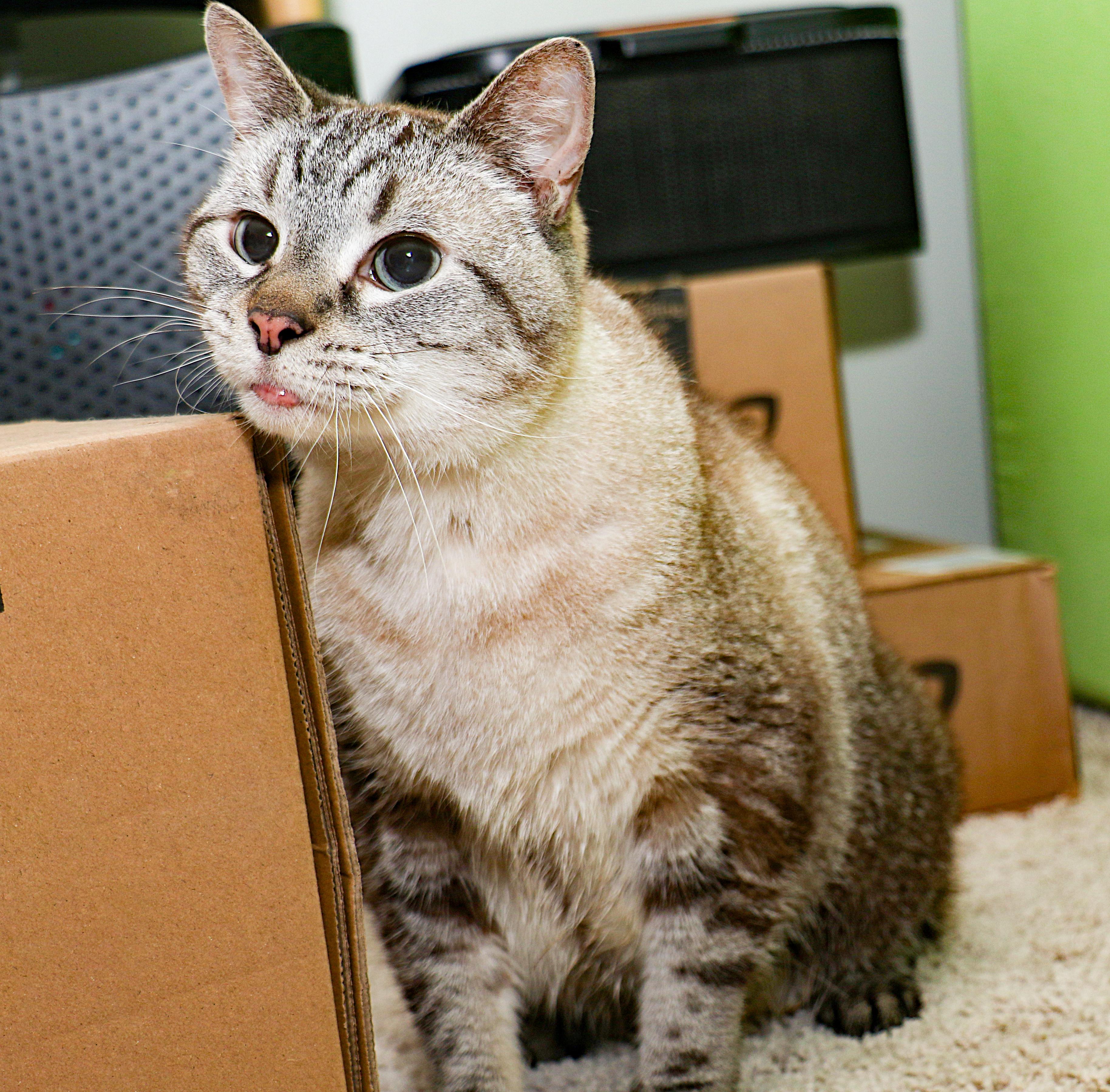 Enlarge Coco, a Adoptable mixed breed in Charlotte, NC image 5/6