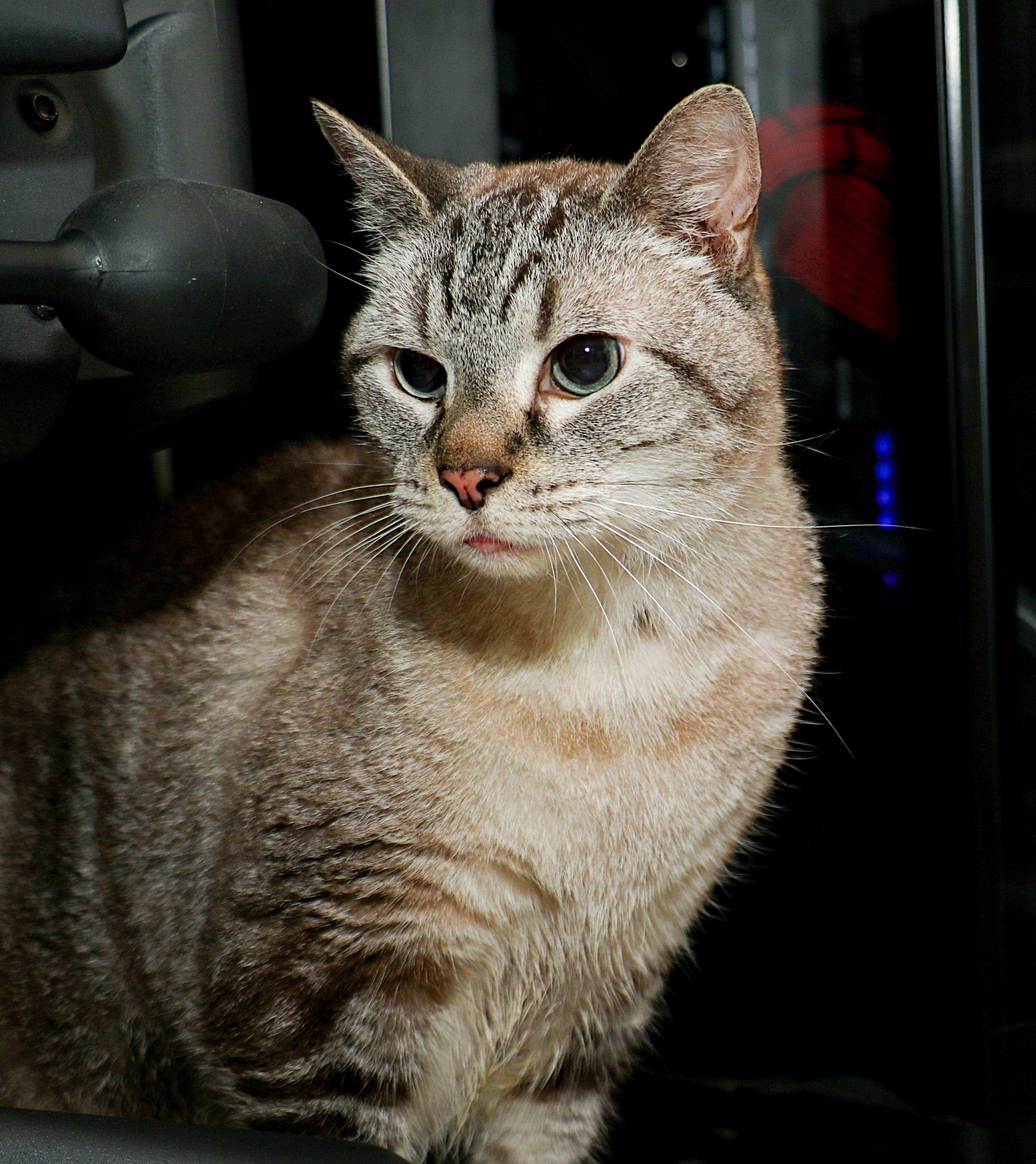 Enlarge Coco, a Adoptable mixed breed in Charlotte, NC image 6/6