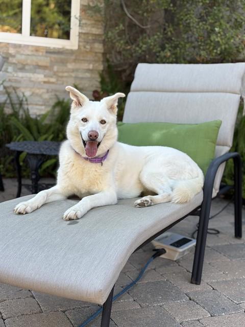 Enlarge LUMI - ADOPTION PENDING, a Adoptable mixed breed in Ontario, CA image 1/1