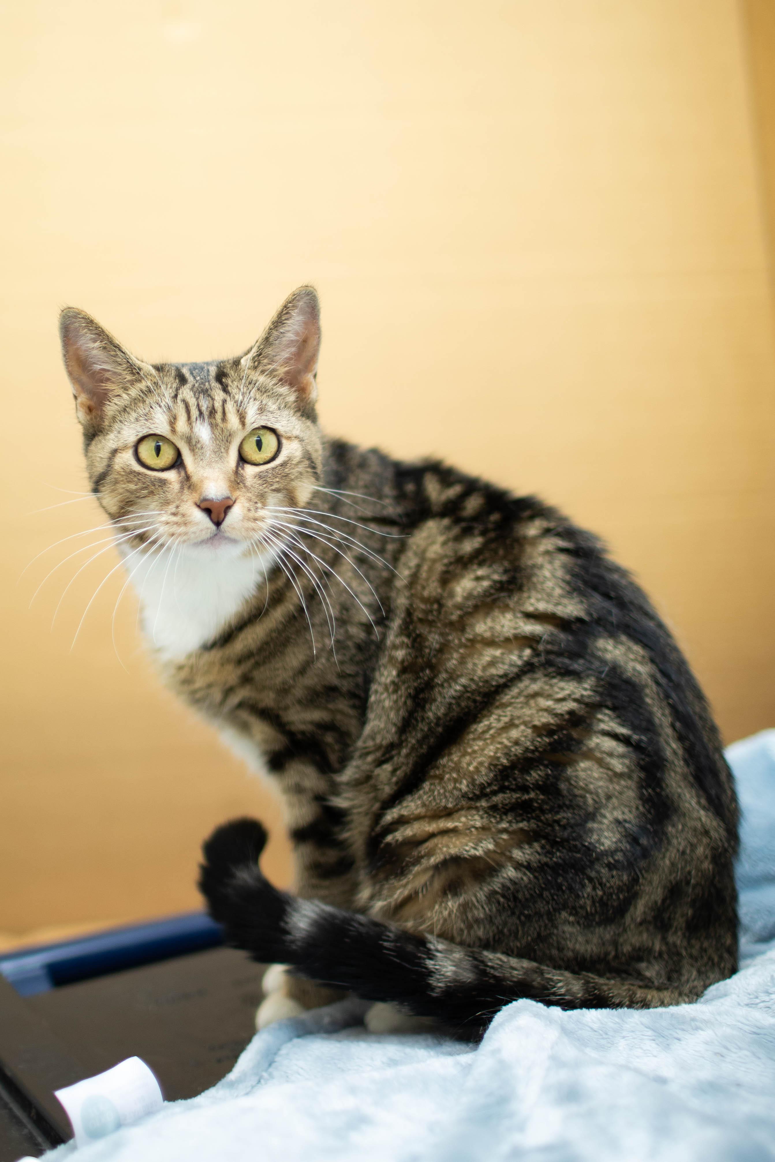 Enlarge Honey, a ADOPTABLE Domestic Short Hair in Kennebunk , ME image 3/3