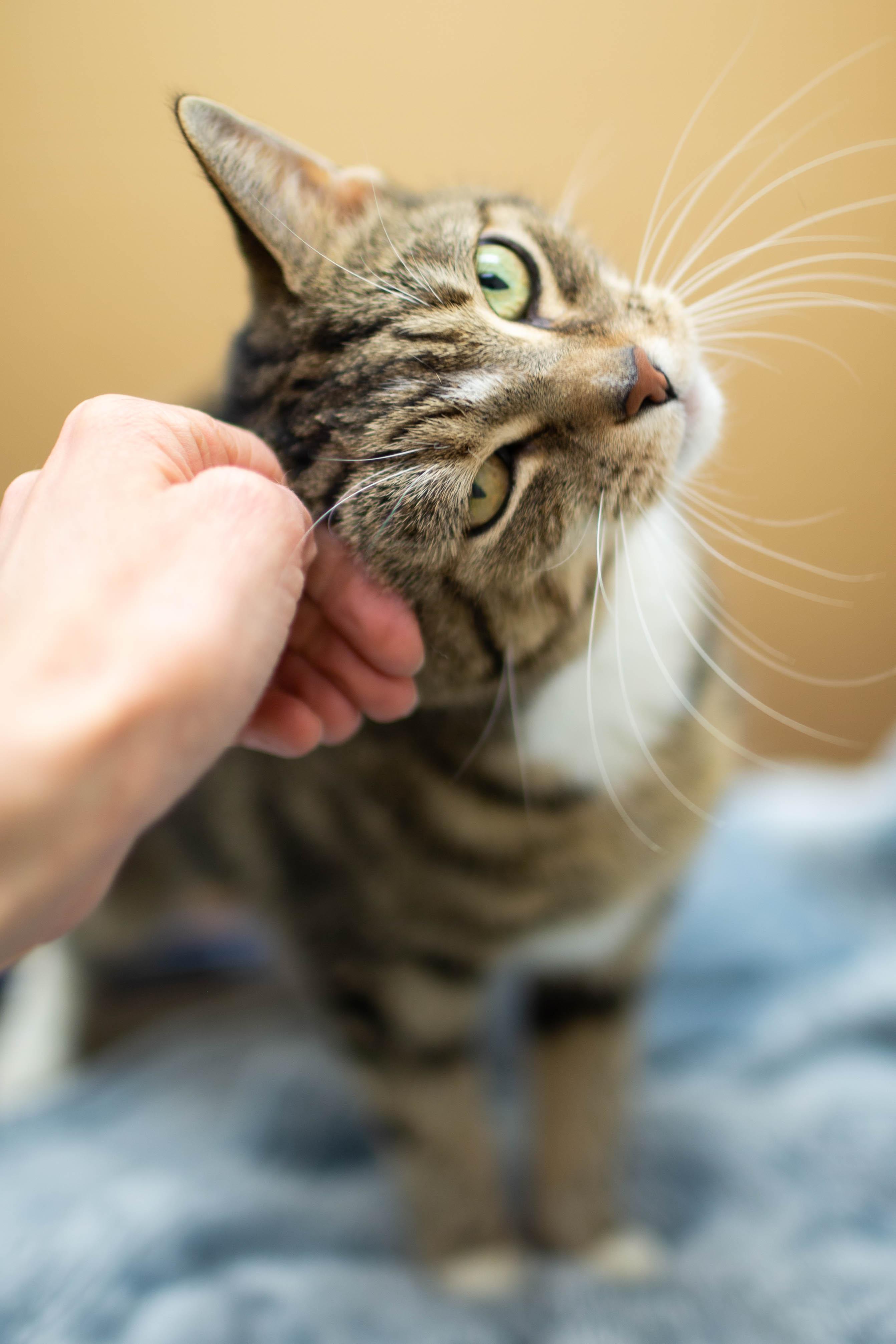 Honey, ADOPTABLE, Adult Female Domestic Short Hair.