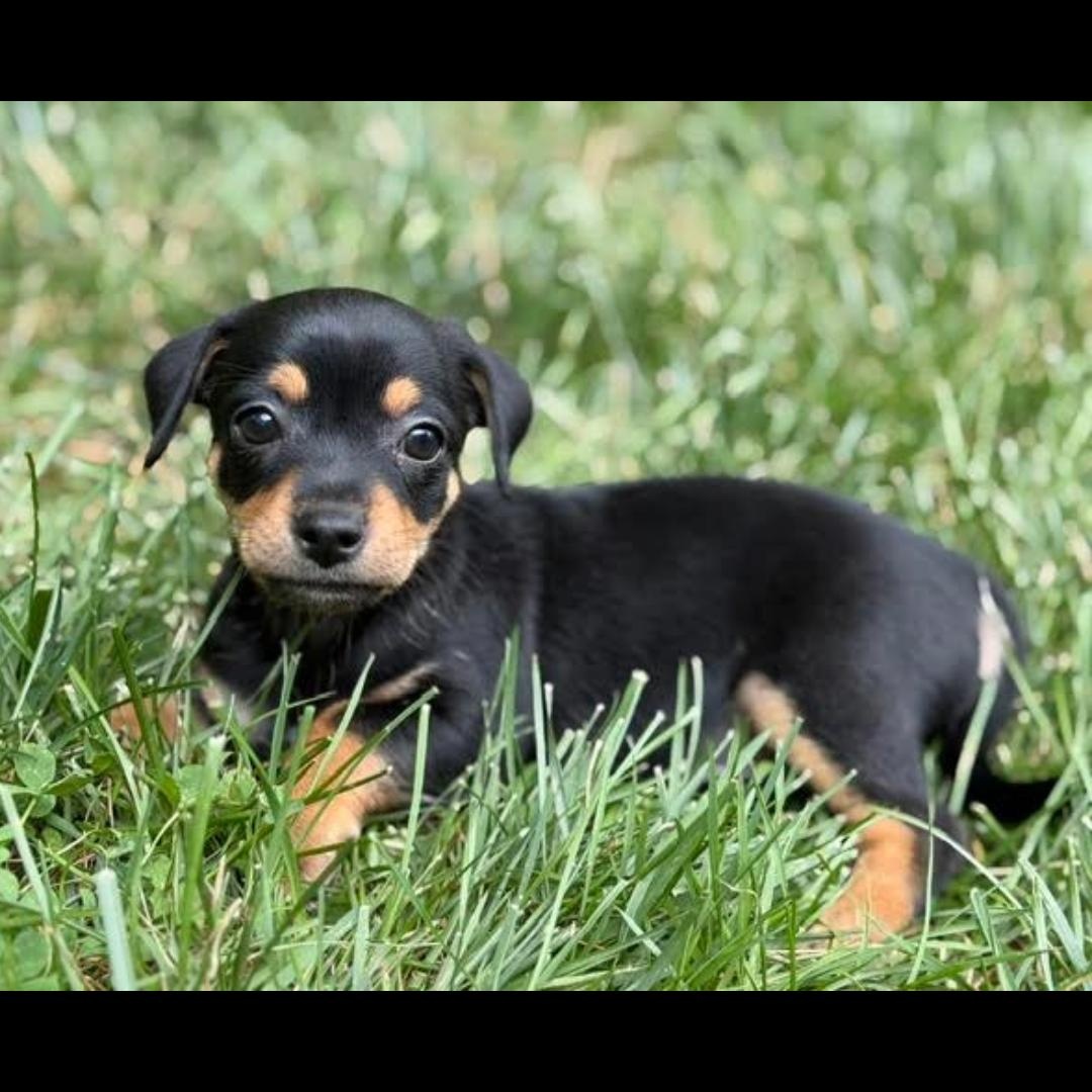 Enlarge Miz, an adopted mixed breed in Midlothian, VA image 2/6