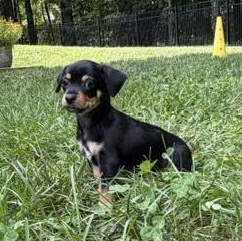 Enlarge Miz, an adopted mixed breed in Midlothian, VA image 5/6