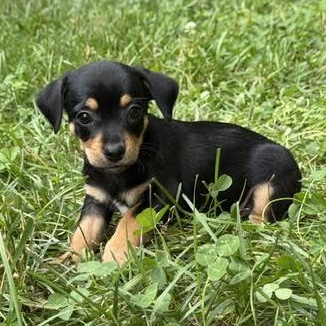Enlarge Miz, an adopted mixed breed in Midlothian, VA image 3/6