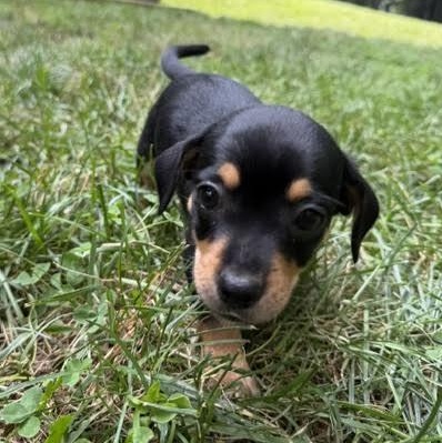 Enlarge Miz, an adopted mixed breed in Midlothian, VA image 6/6