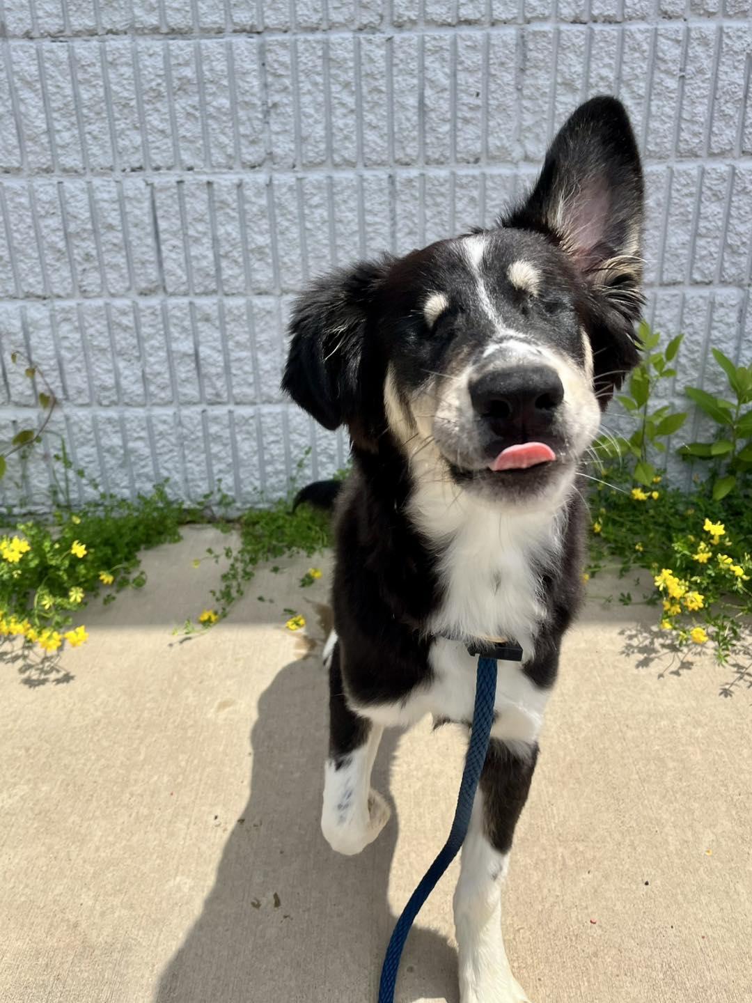 Mort, Adoptable, Young Male Australian Shepherd & Siberian Husky.