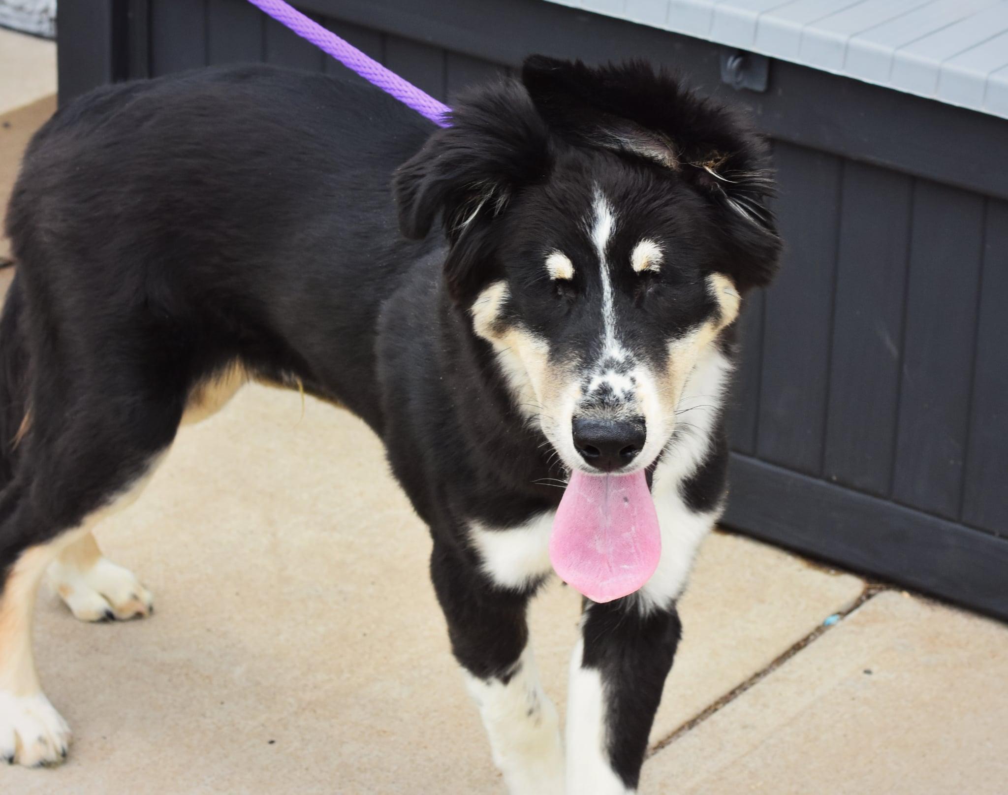 Mort, a Adoptable mixed breed in Blaine, MN image 2/5