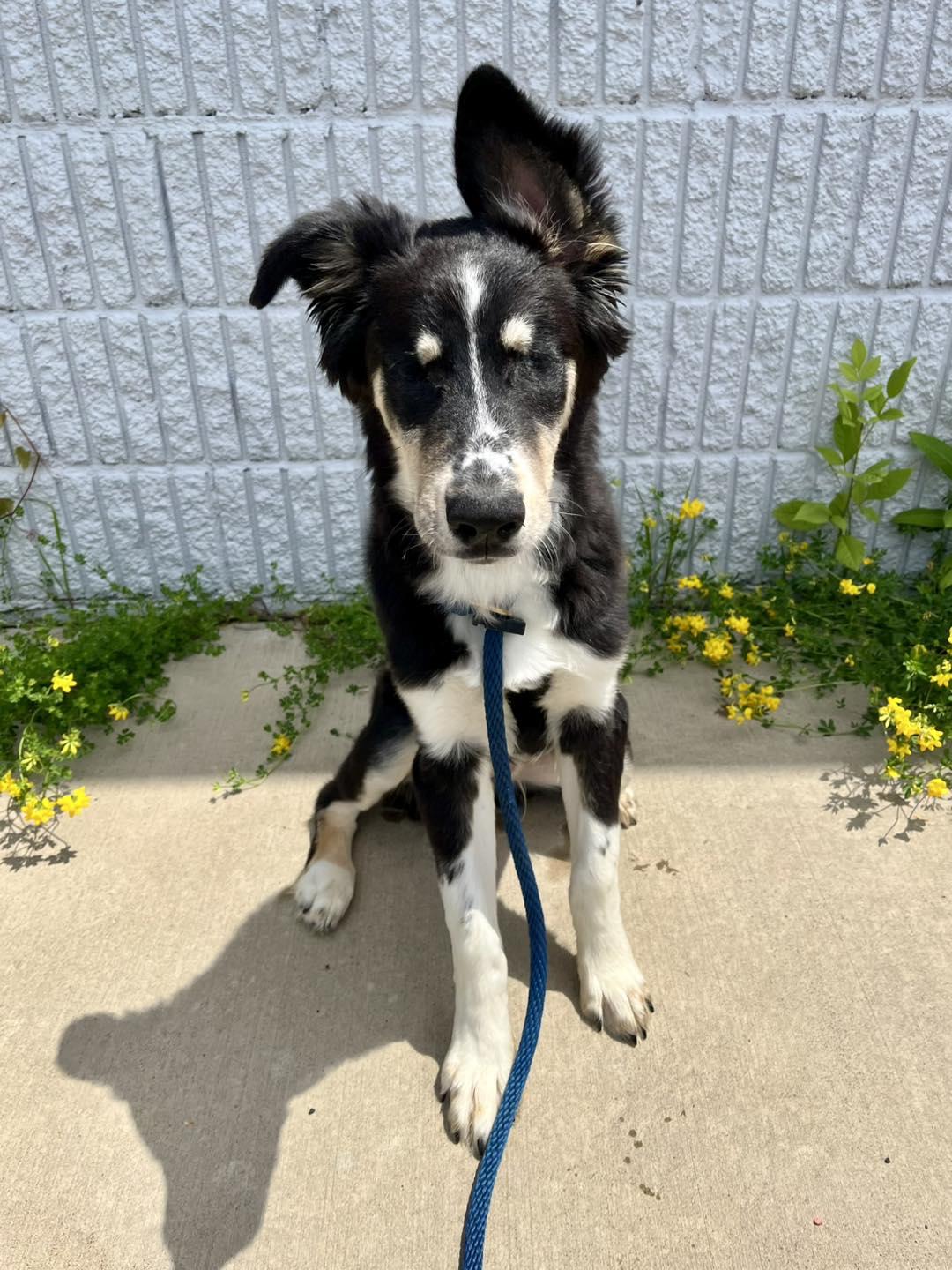 Mort, a Adoptable mixed breed in Blaine, MN image 3/5