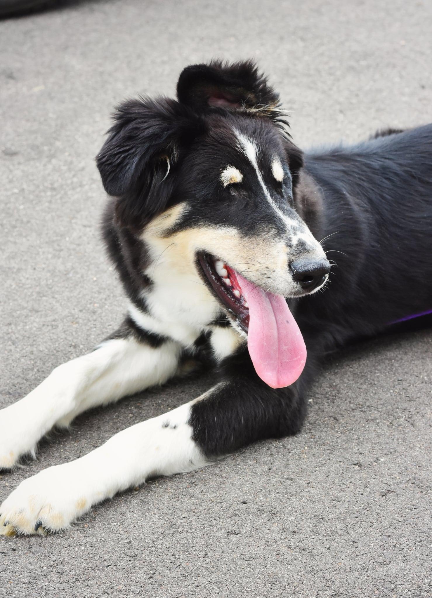 Mort, a Adoptable mixed breed in Blaine, MN image 4/5