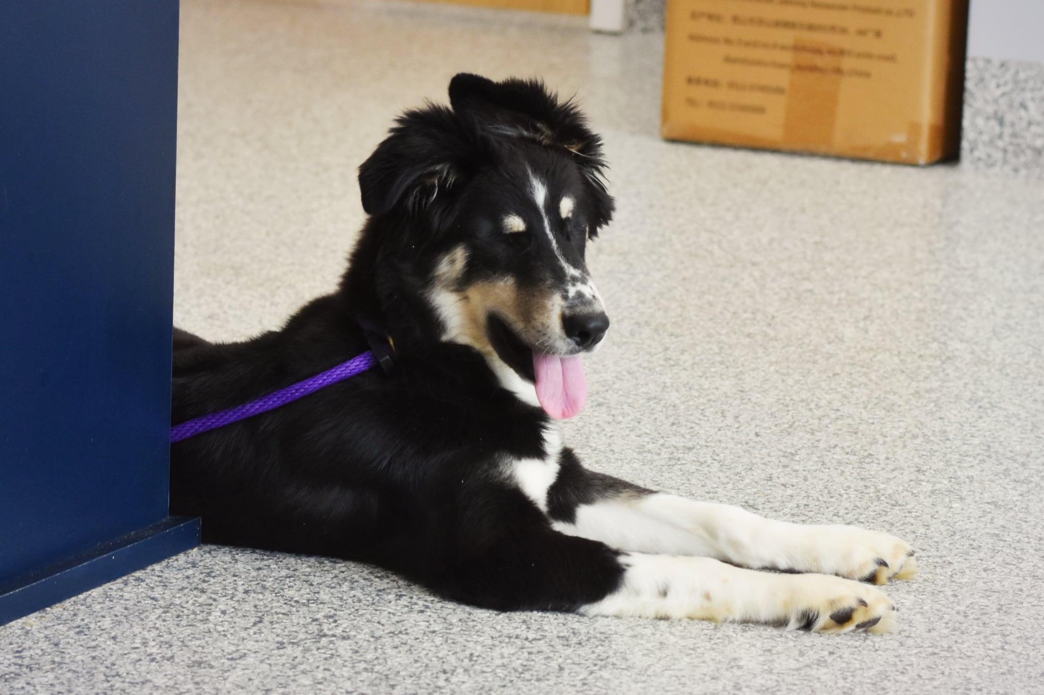 Mort, a Adoptable mixed breed in Blaine, MN image 5/5