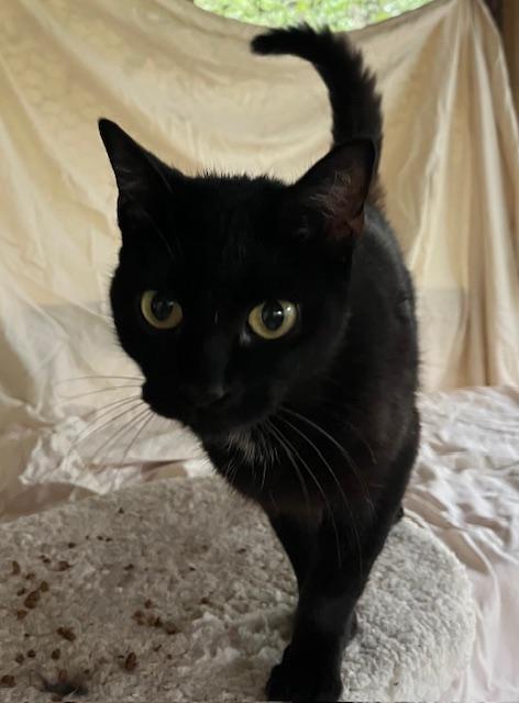 Butterfly, Adoptable, Adult Female Domestic Short Hair.