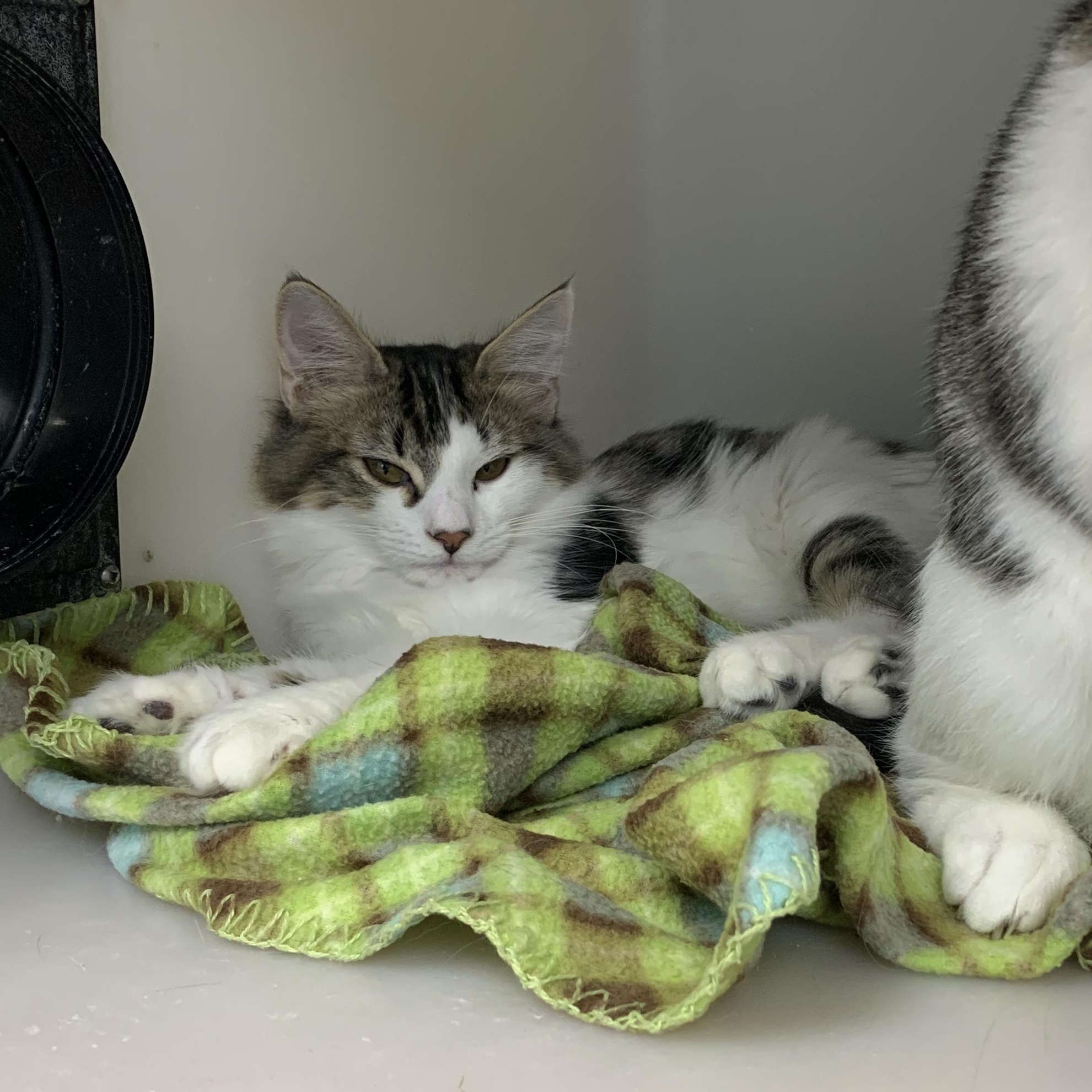 Dewey, ADOPTABLE, Young Male Domestic Medium Hair.
