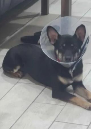 Enlarge Bunti, a Adoptable mixed breed in Austin, TX image 2/2