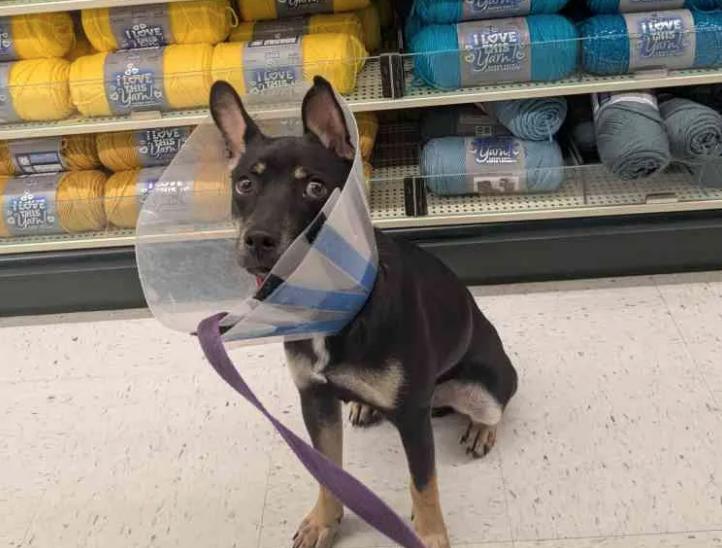 Bunti, Adoptable, Puppy Male Doberman Pinscher.