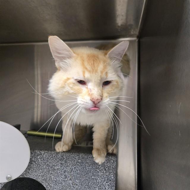 NIBS, Adoptable, Adult Male Siamese & Domestic Long Hair.