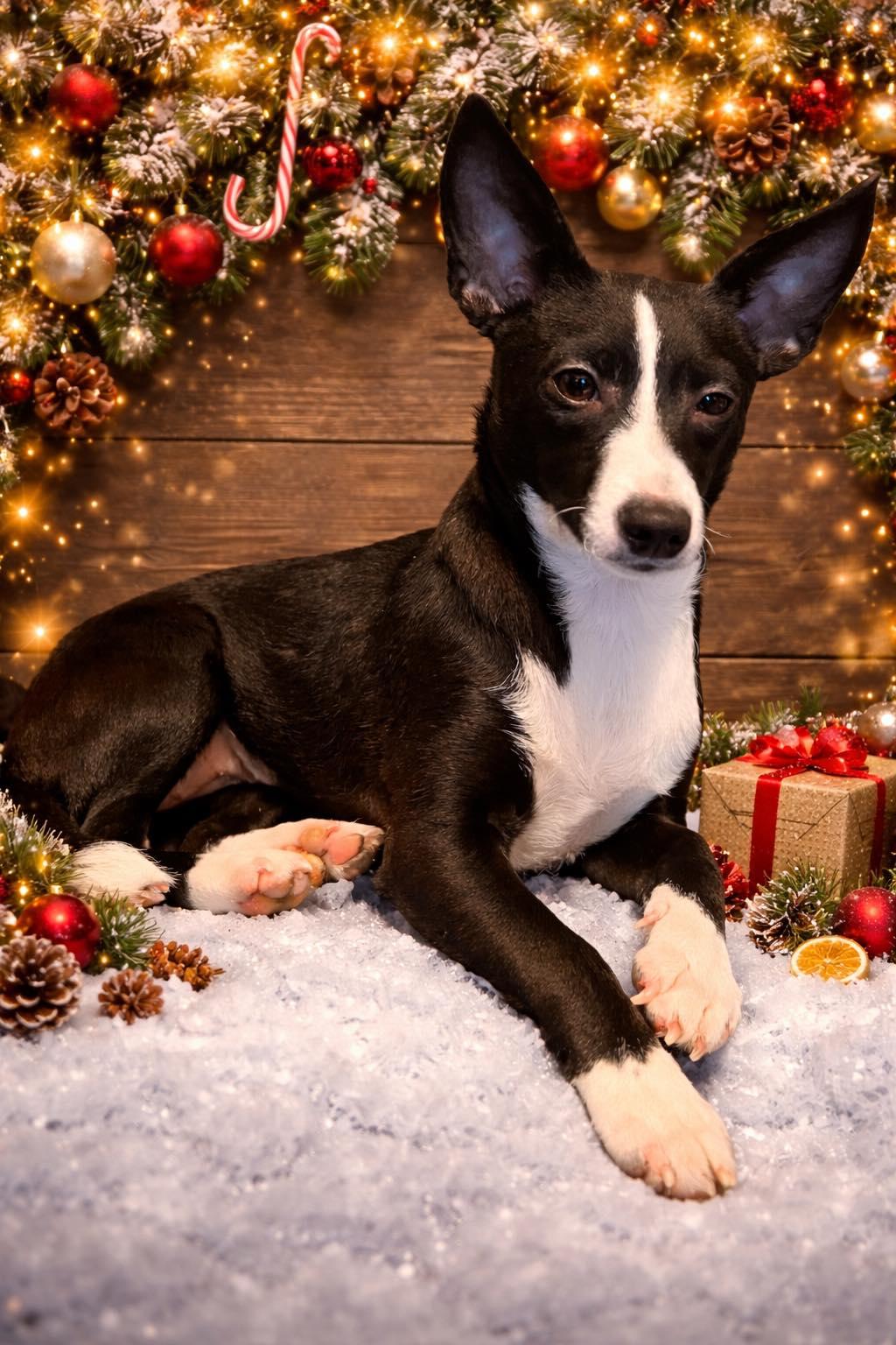 Opal, an adopted mixed breed in Wichita Falls, TX image 2/2