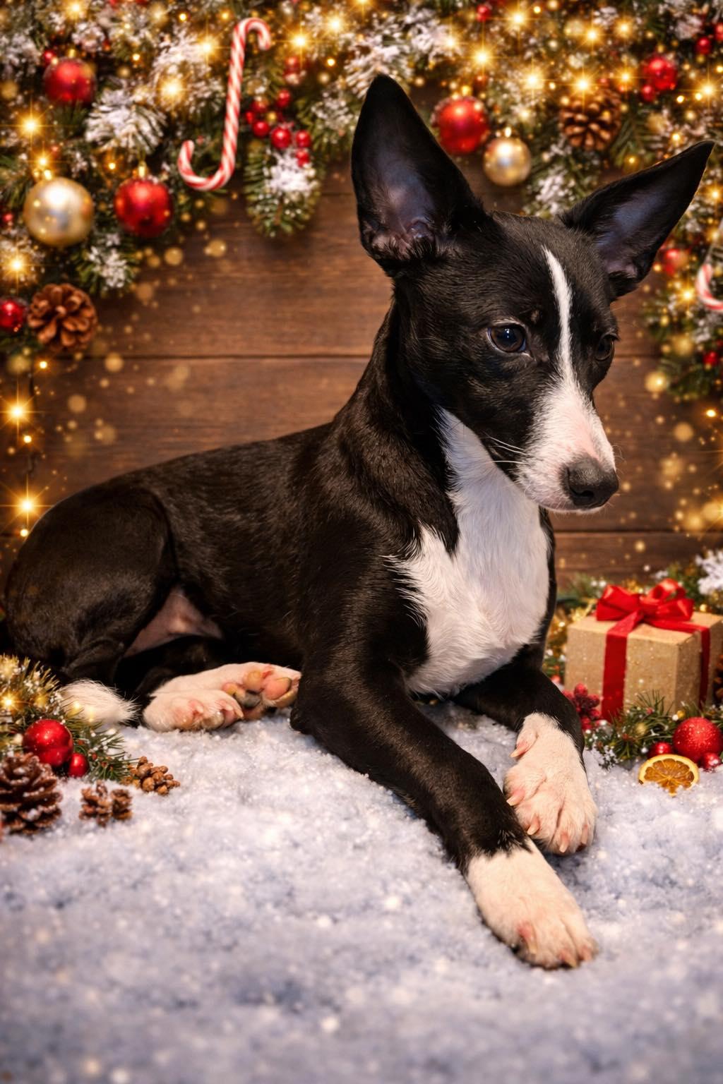 Opal, adopted, Young Female Chihuahua.