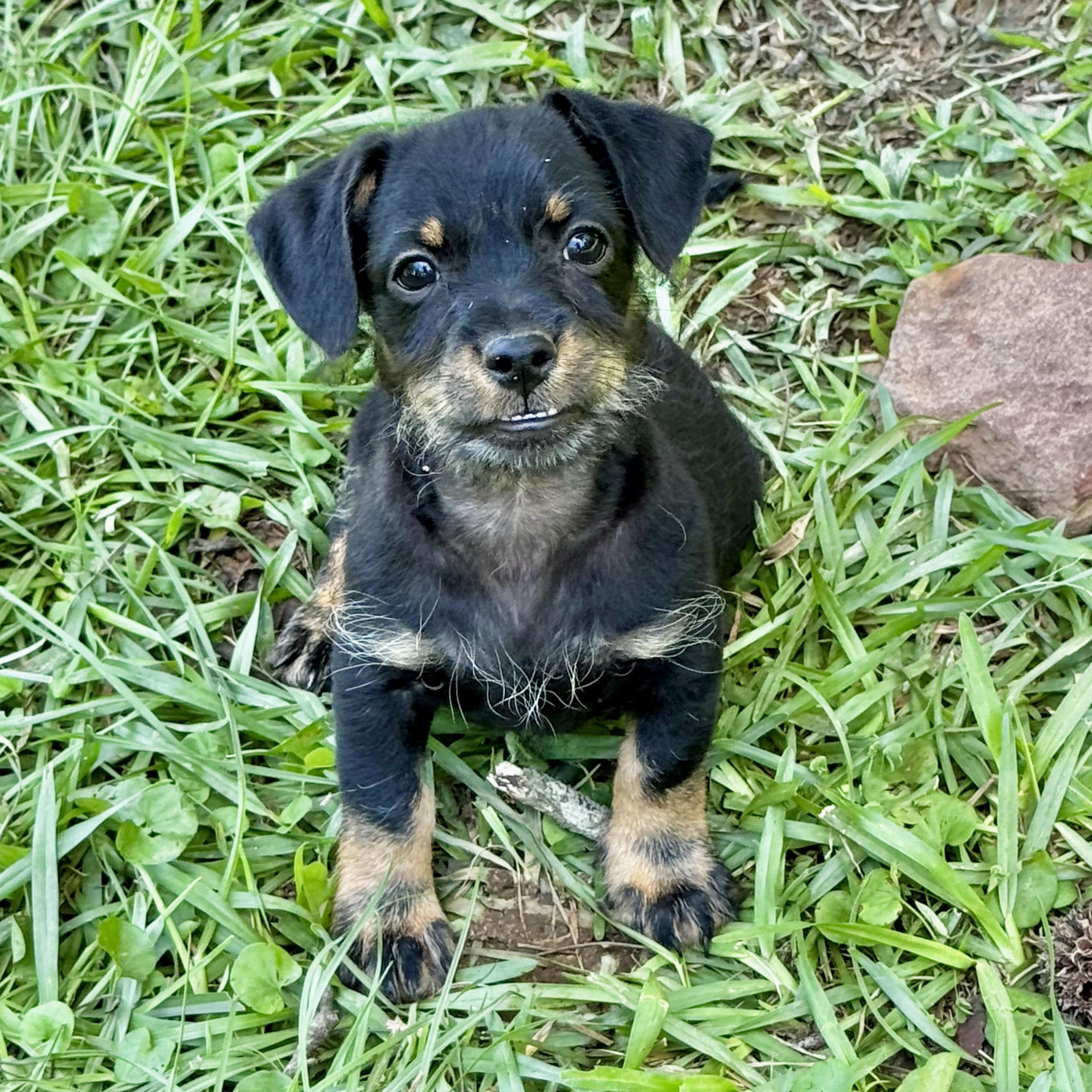 Enlarge Jack, a Adopted mixed breed in Hamburg, NY image 2/6
