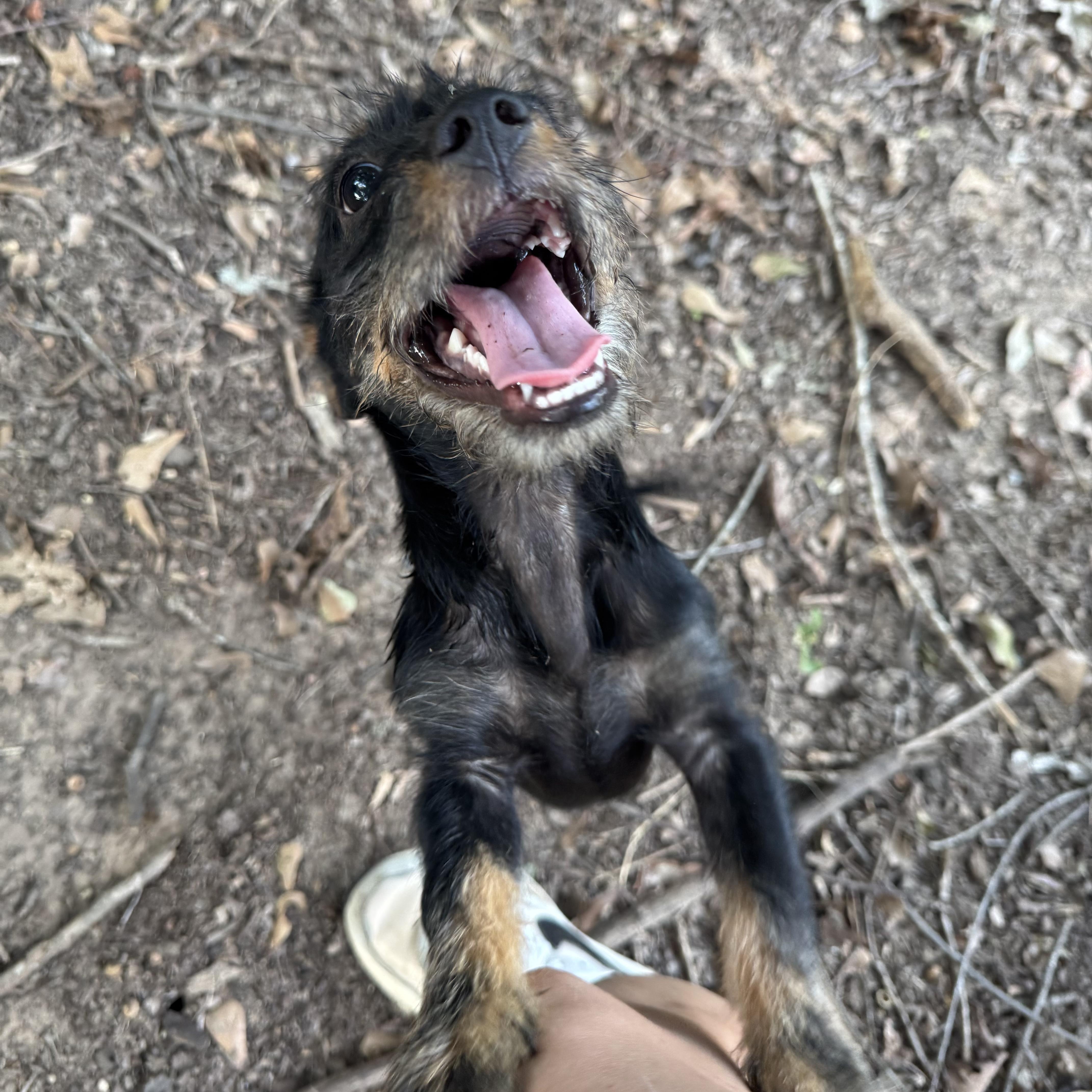 Enlarge Jack, a Adopted mixed breed in Hamburg, NY image 3/6