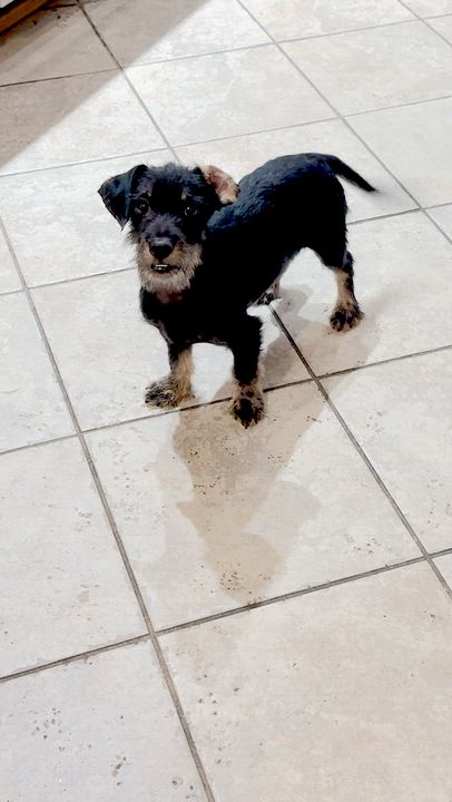 Enlarge Jack, a Adopted mixed breed in Hamburg, NY video 4/6