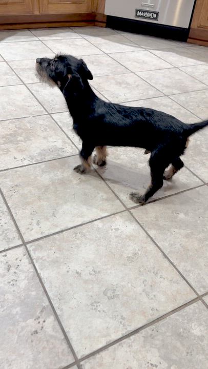 Enlarge Jack, a Adopted mixed breed in Hamburg, NY video 6/6
