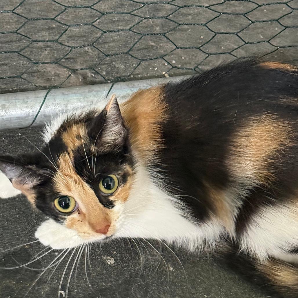 C26-058 Rainbow, Adoptable, Young Female Domestic Short Hair.