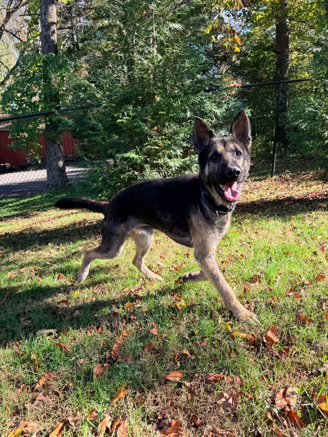 Enlarge Rory, a Adoptable German Shepherd Dog in POTOMAC, MD image 3/6