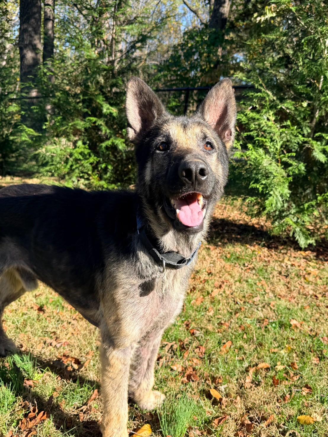 Enlarge Rory, a Adoptable German Shepherd Dog in POTOMAC, MD image 1/6