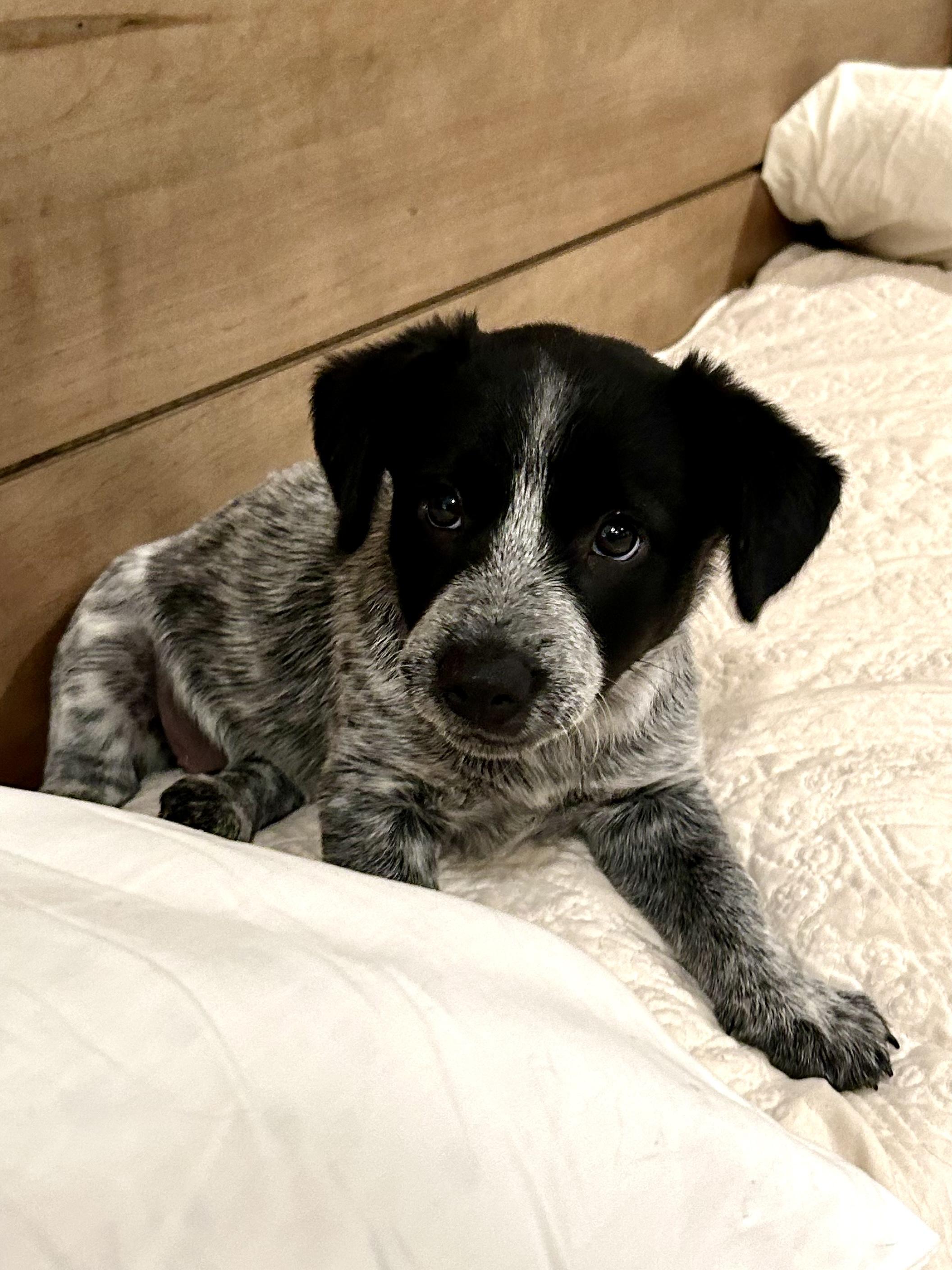Enlarge OLIVIA, a Adopted mixed breed in Fosters, AL image 6/6