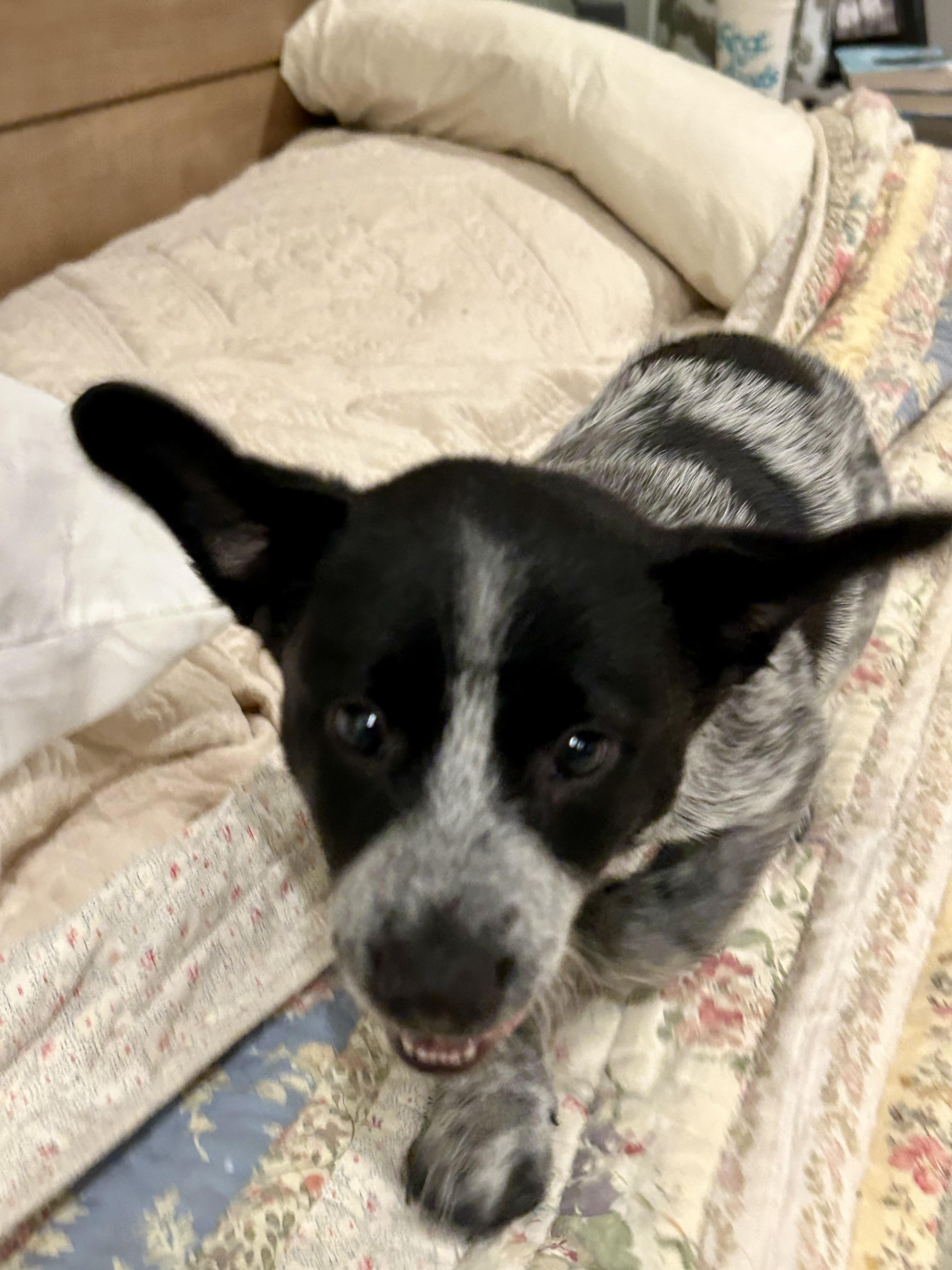 Enlarge OLIVIA, a Adopted mixed breed in Fosters, AL image 5/6