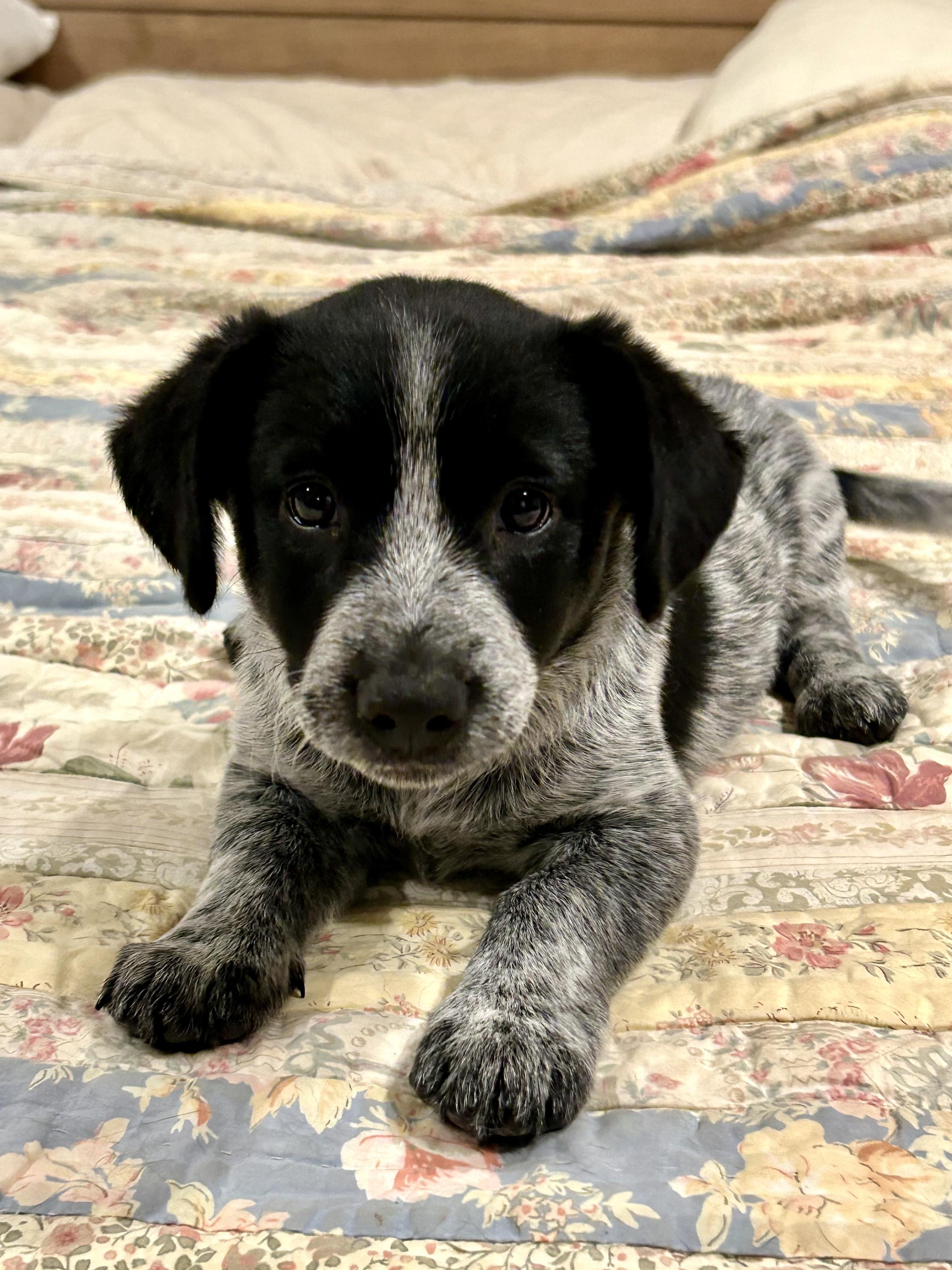 OLIVIA, Adopted, Puppy Female German Shorthaired Pointer & Australian Cattle Dog / Blue Heeler.