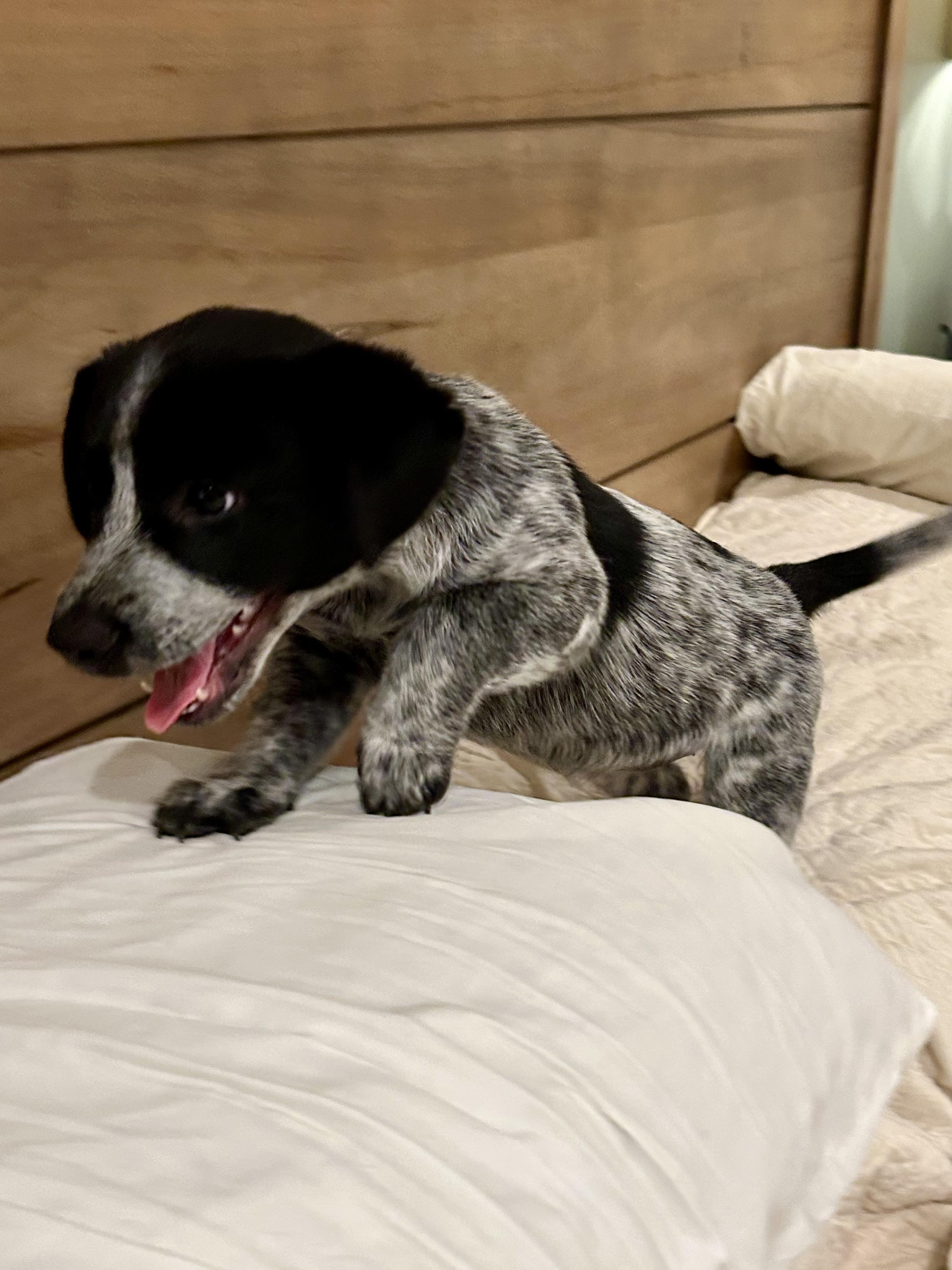 Enlarge OLIVIA, a Adopted mixed breed in Fosters, AL image 3/6