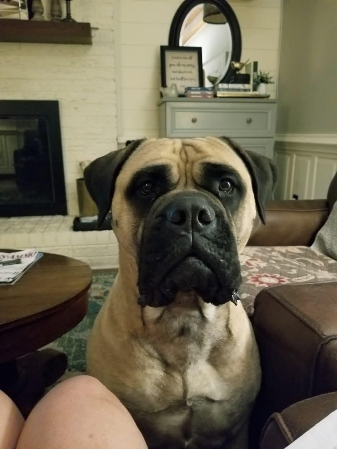 Nadine - VA, Adoptable, Adult Female Bullmastiff.