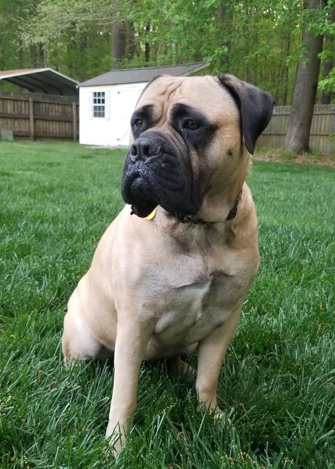 Nadine - VA, a Adoptable Bullmastiff in Luray, VA image 3/5