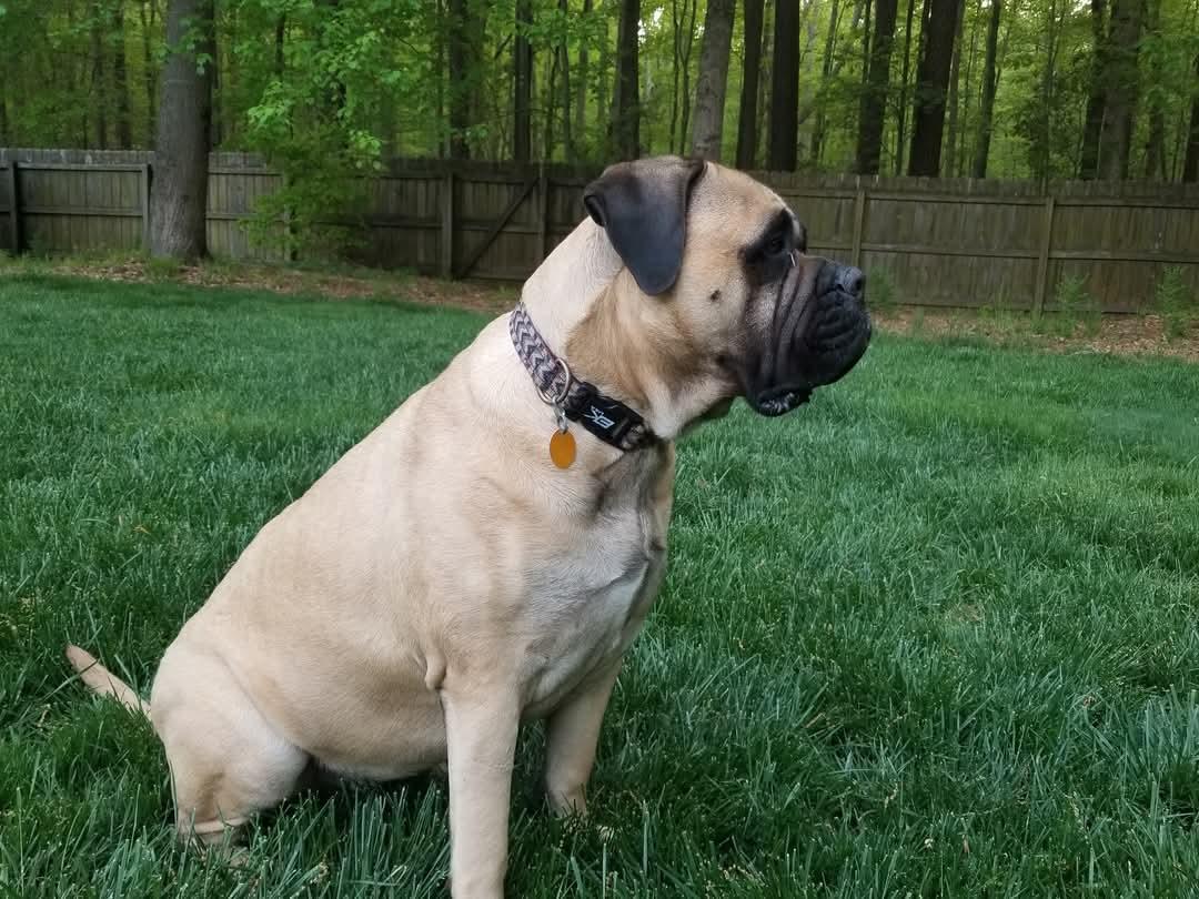 Nadine - VA, a Adoptable Bullmastiff in Luray, VA image 4/5
